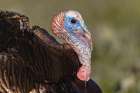 Male wild turkey displaying for females, Cades Cove, Great Smoky Mountains National Park, Tennessee Art Print